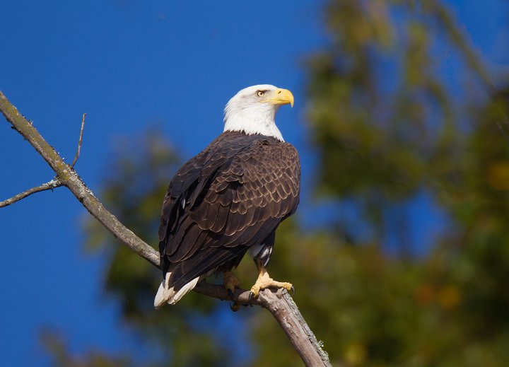 _1SB8754 american bald eagle.jpg